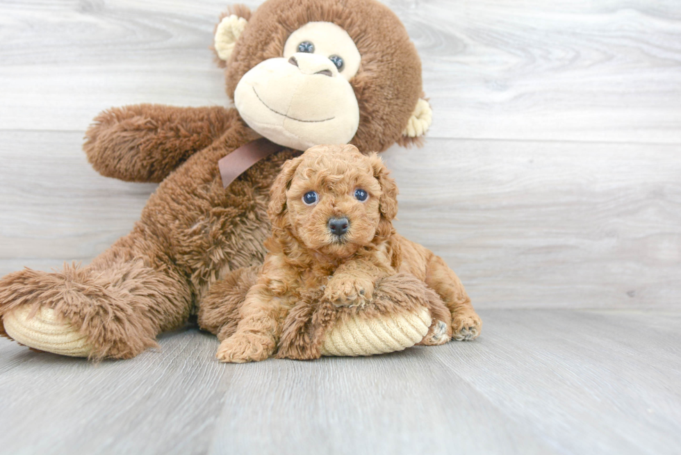 Cavapoo Puppy for Adoption