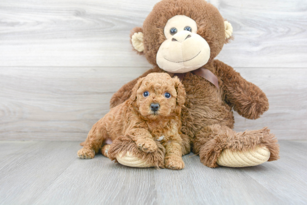 Cute Cavapoo Baby