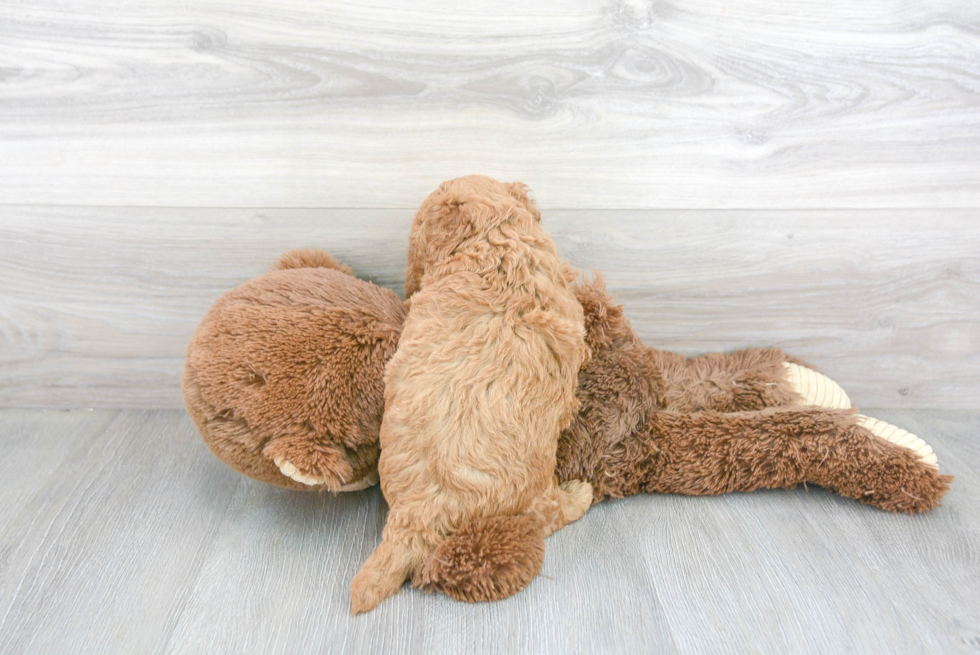 Cute Cavapoo Baby