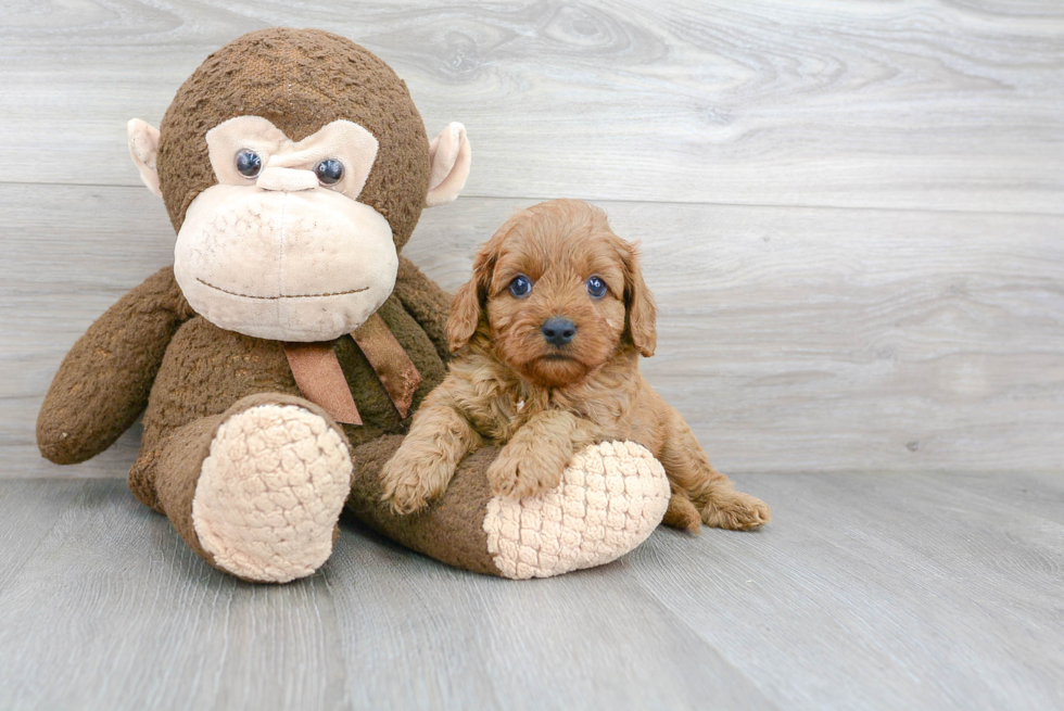 Cavapoo Puppy for Adoption