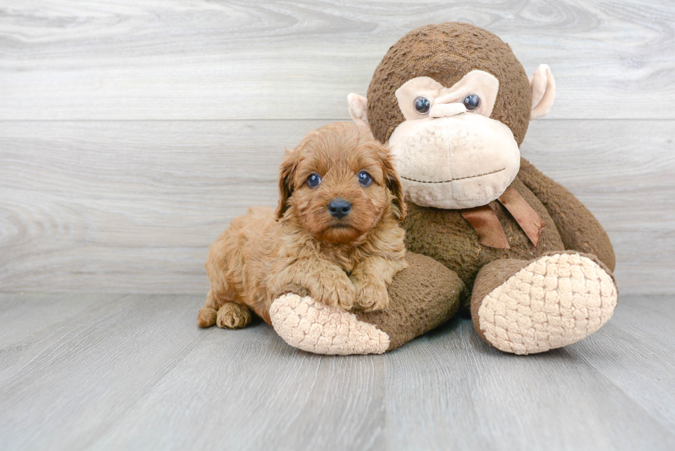 Smart Cavapoo Poodle Mix Pup