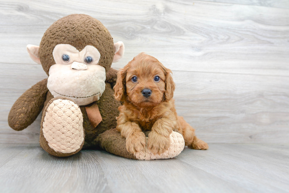 Adorable Cavoodle Poodle Mix Puppy