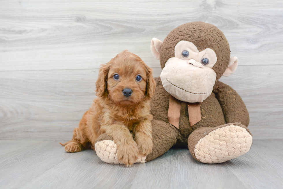 Best Cavapoo Baby