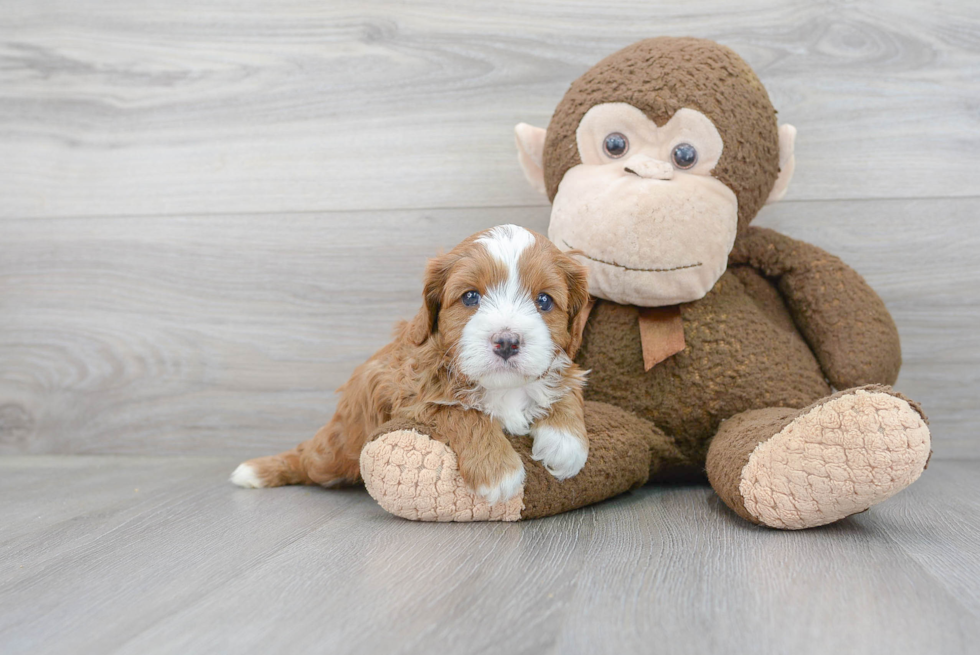 Little Cavoodle Poodle Mix Puppy