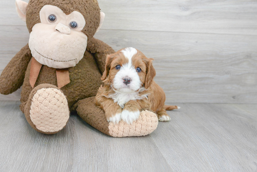 Cavapoo Pup Being Cute