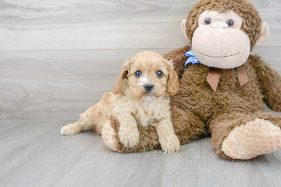 Best Cavapoo Baby