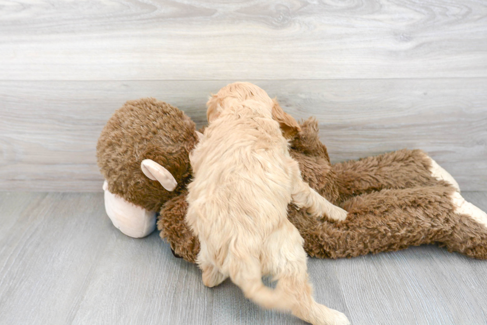 Cute Cavapoo Baby