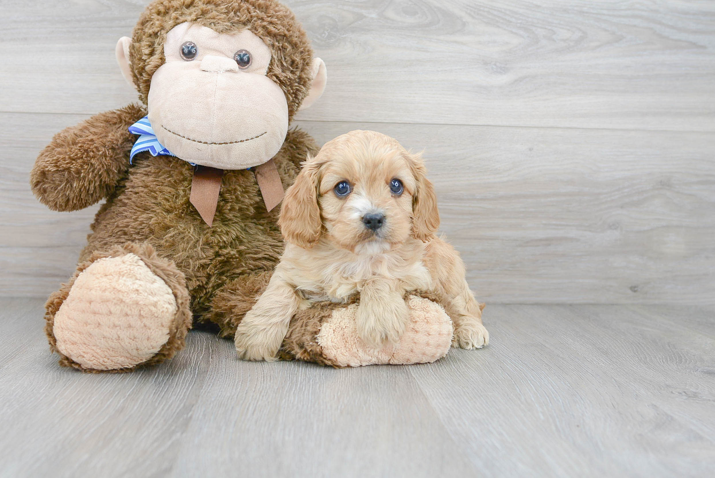 Cute Cavapoo Baby