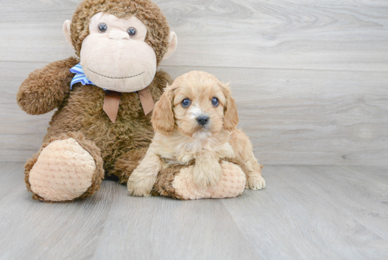 Cute Cavapoo Baby