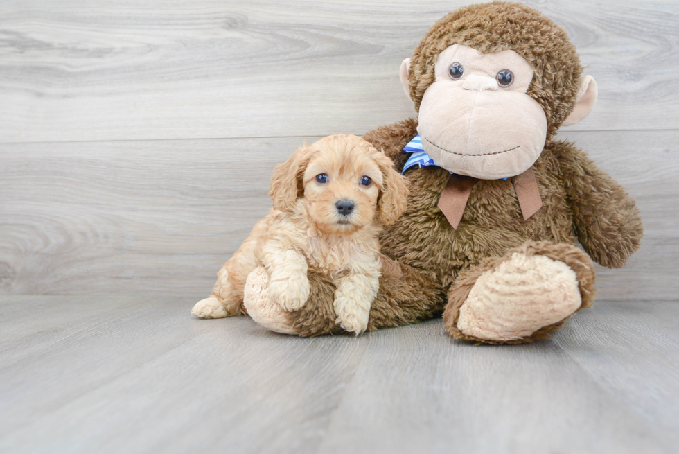 Hypoallergenic Cavoodle Poodle Mix Puppy