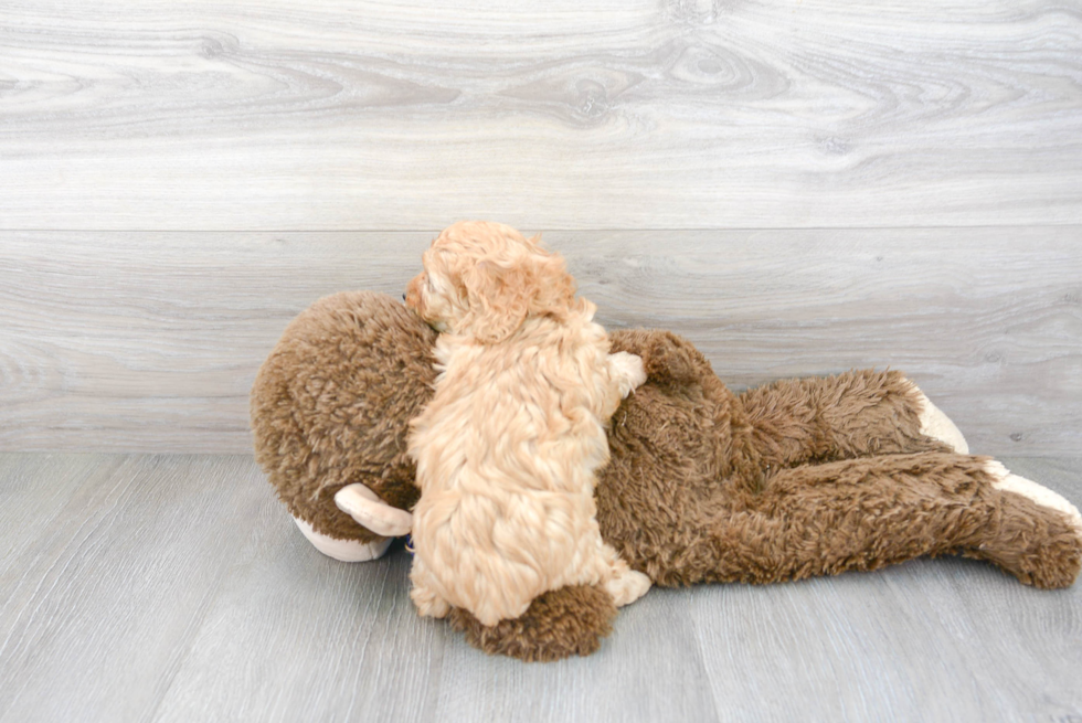 Adorable Cavoodle Poodle Mix Puppy