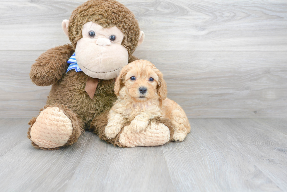 Cavapoo Pup Being Cute