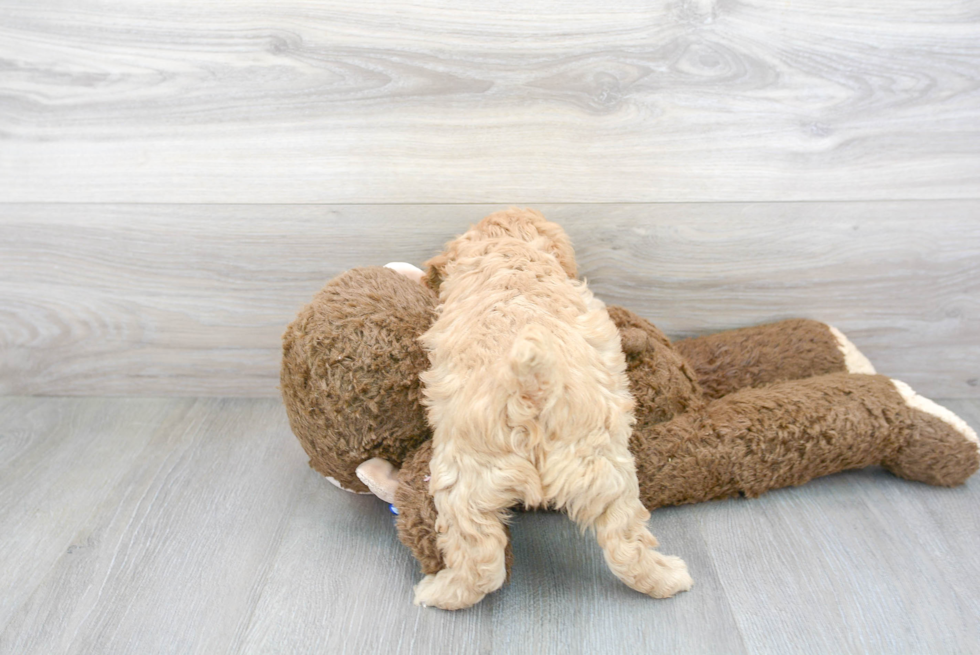 Funny Cavapoo Poodle Mix Pup