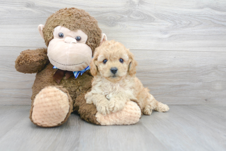 Cavapoo Pup Being Cute