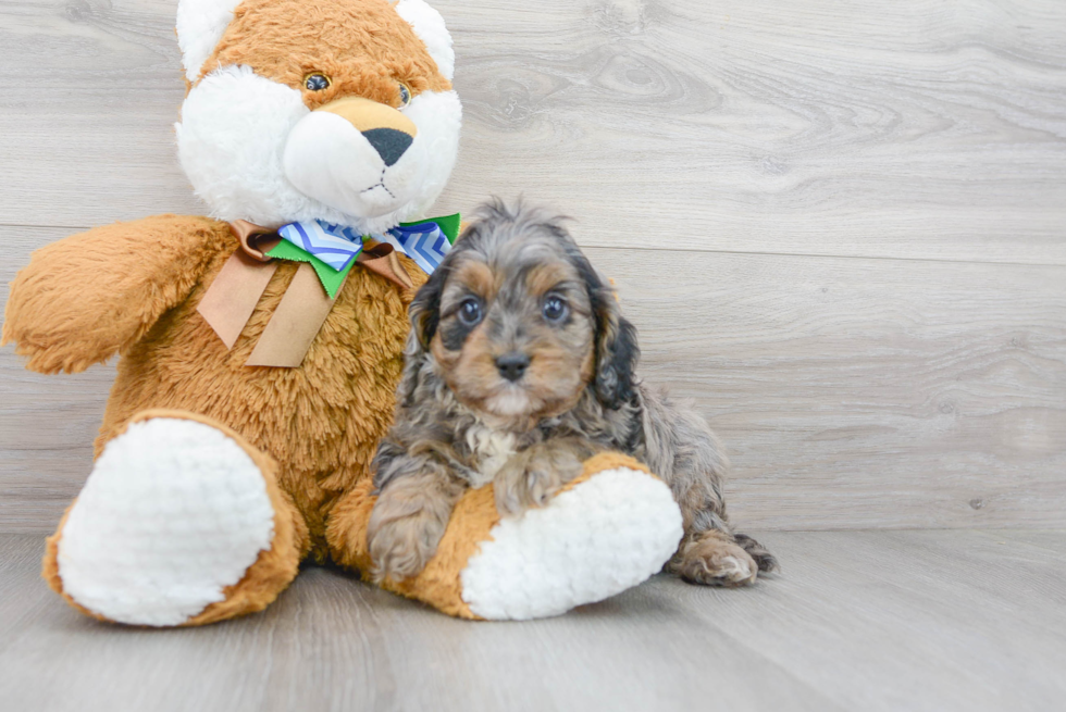 Cavapoo Puppy for Adoption