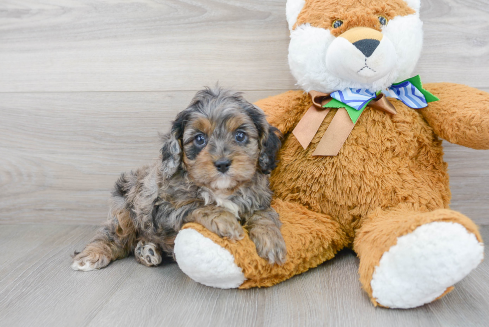 Funny Cavapoo Poodle Mix Pup