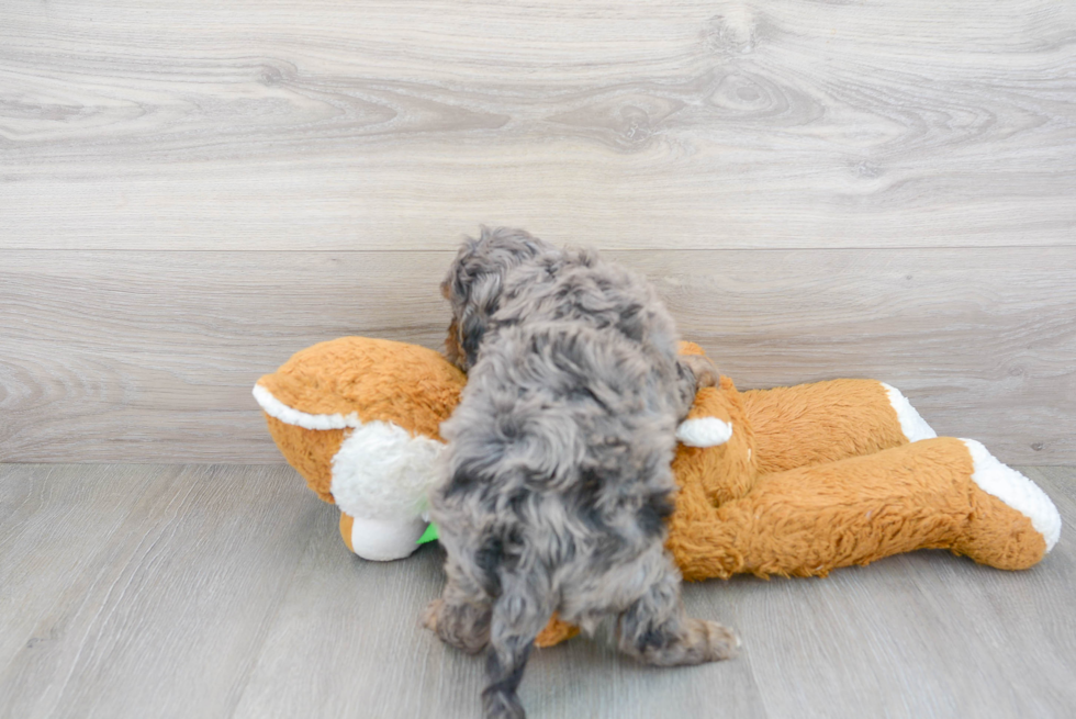 Popular Cavapoo Poodle Mix Pup