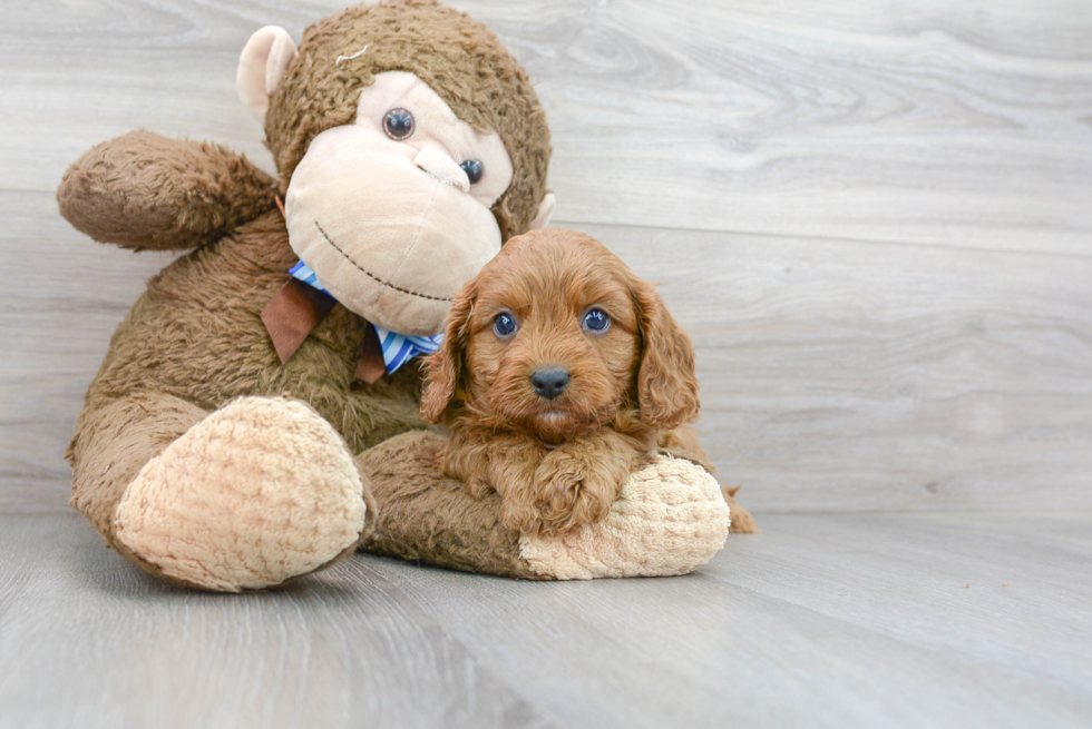 Friendly Cavapoo Baby