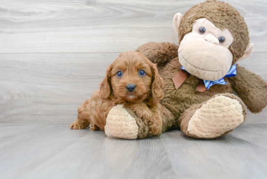 Adorable Cavoodle Poodle Mix Puppy