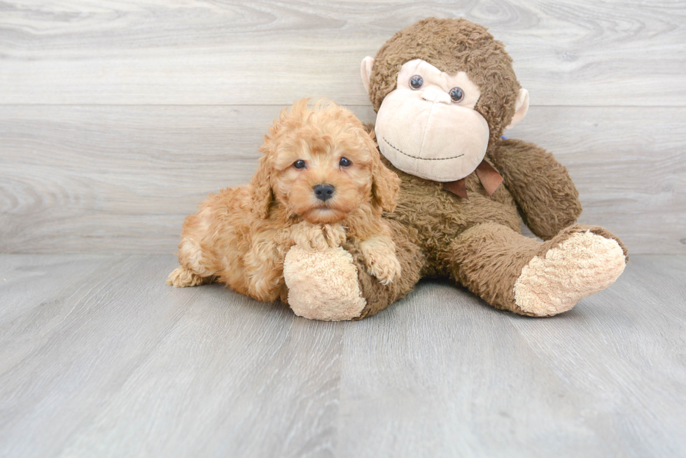 Happy Cavapoo Baby