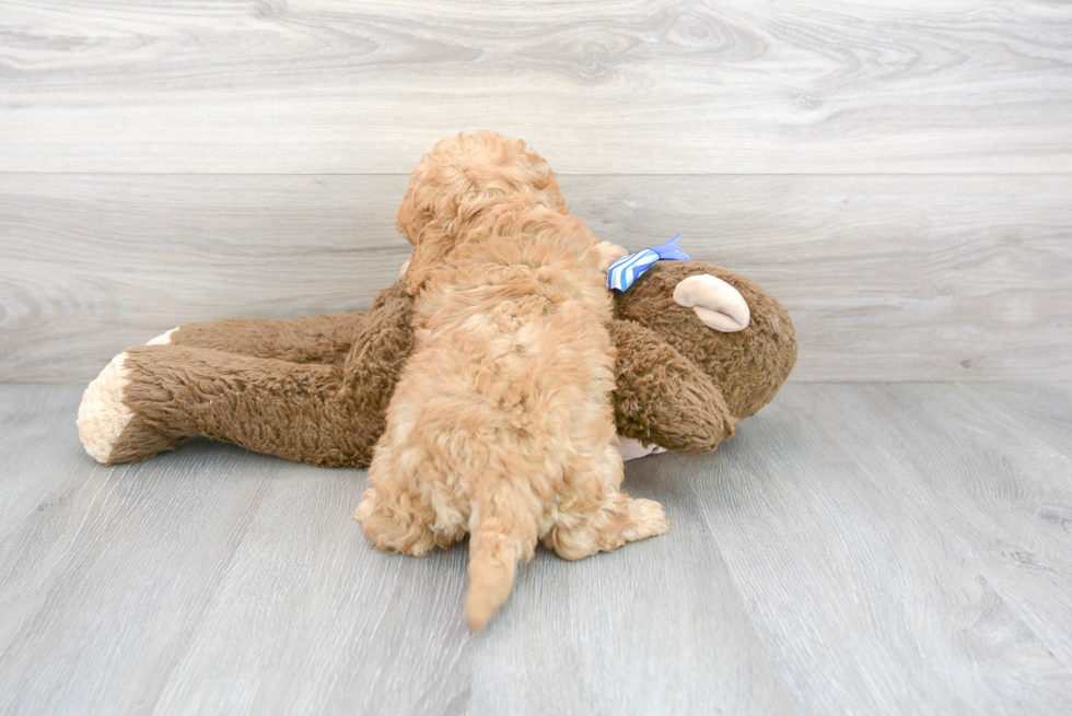 Cavapoo Pup Being Cute