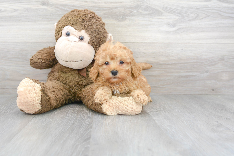 Small Cavapoo Baby