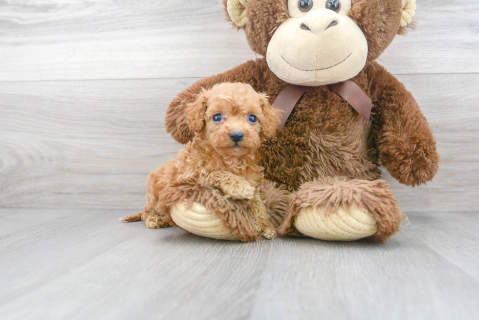 Petite Cavapoo Poodle Mix Pup