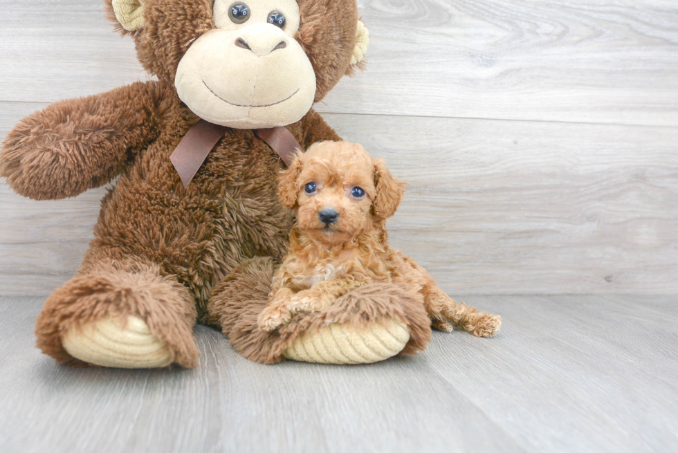 Sweet Cavapoo Baby