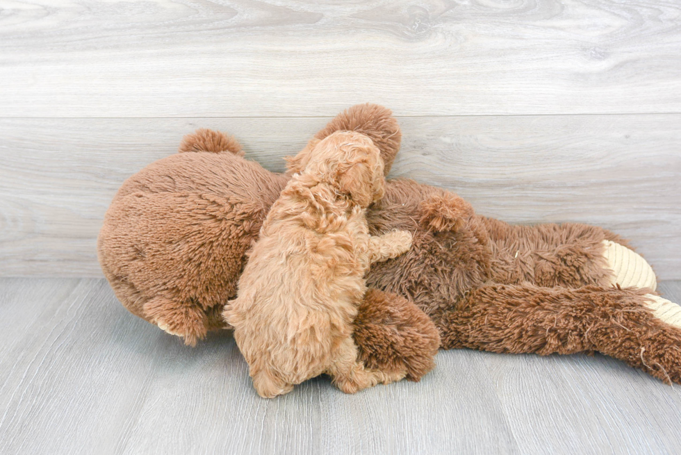 Cavapoo Pup Being Cute