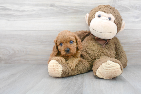 Cavapoo Puppy for Adoption