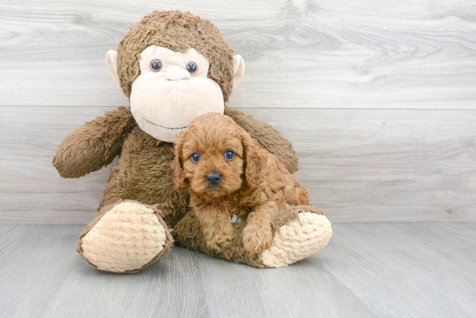 Cute Cavapoo Baby