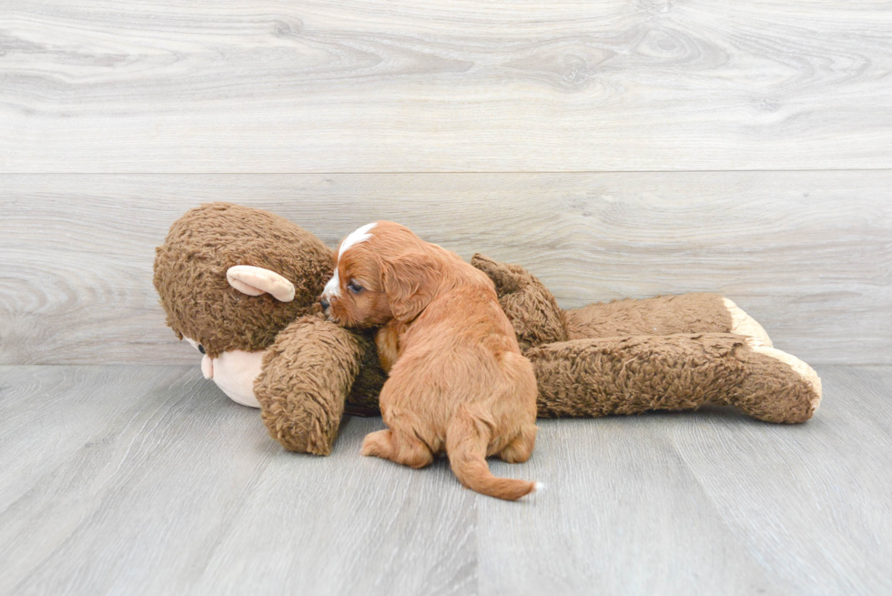 Cavapoo Pup Being Cute