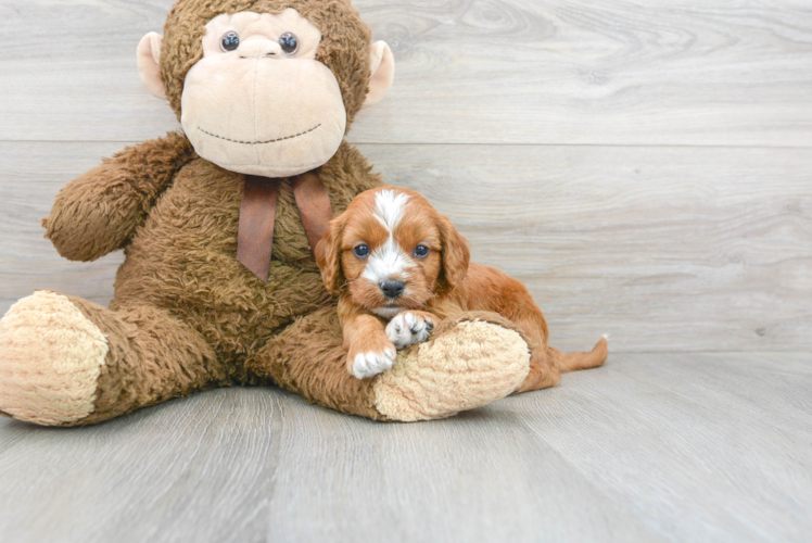 Cute Cavoodle Poodle Mix Puppy
