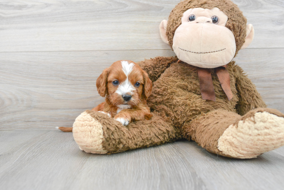 Cavapoo Pup Being Cute