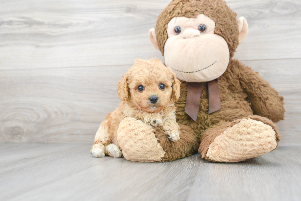 Popular Cavapoo Poodle Mix Pup