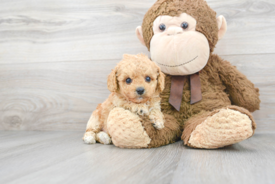 Popular Cavapoo Poodle Mix Pup