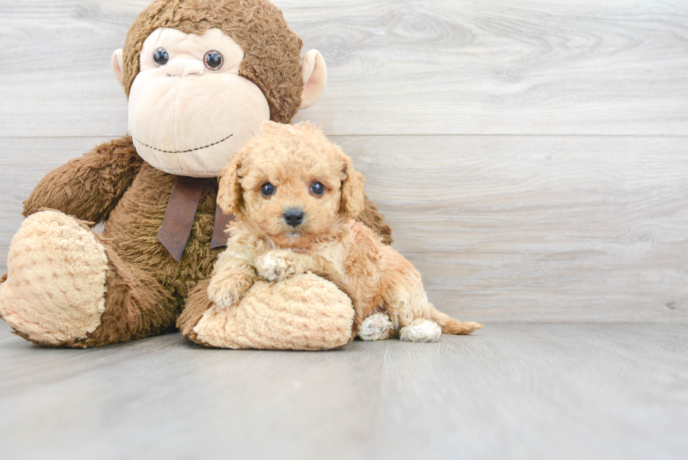 Best Cavapoo Baby