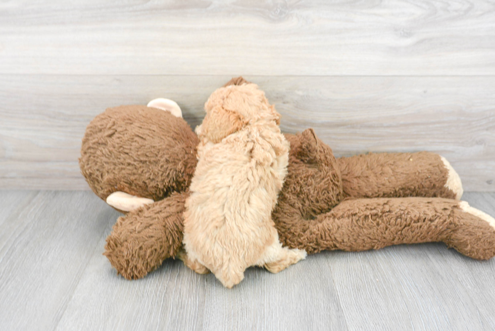 Cavapoo Pup Being Cute