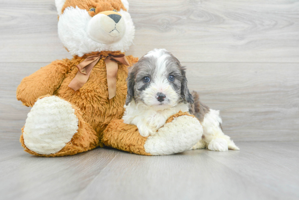 Best Cavapoo Baby