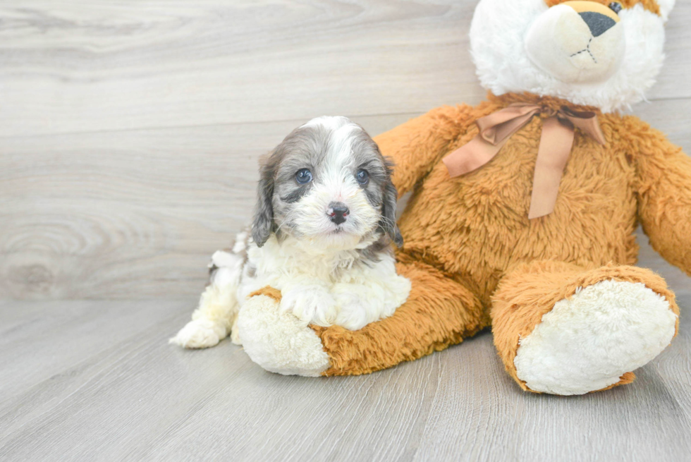 Playful Cavoodle Poodle Mix Puppy