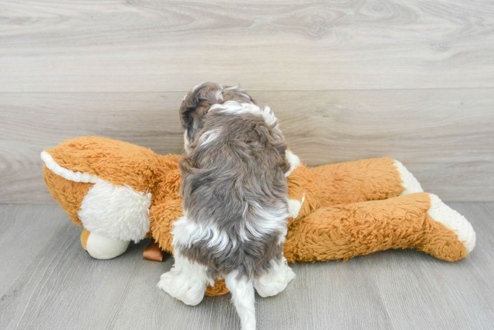 Cavapoo Puppy for Adoption