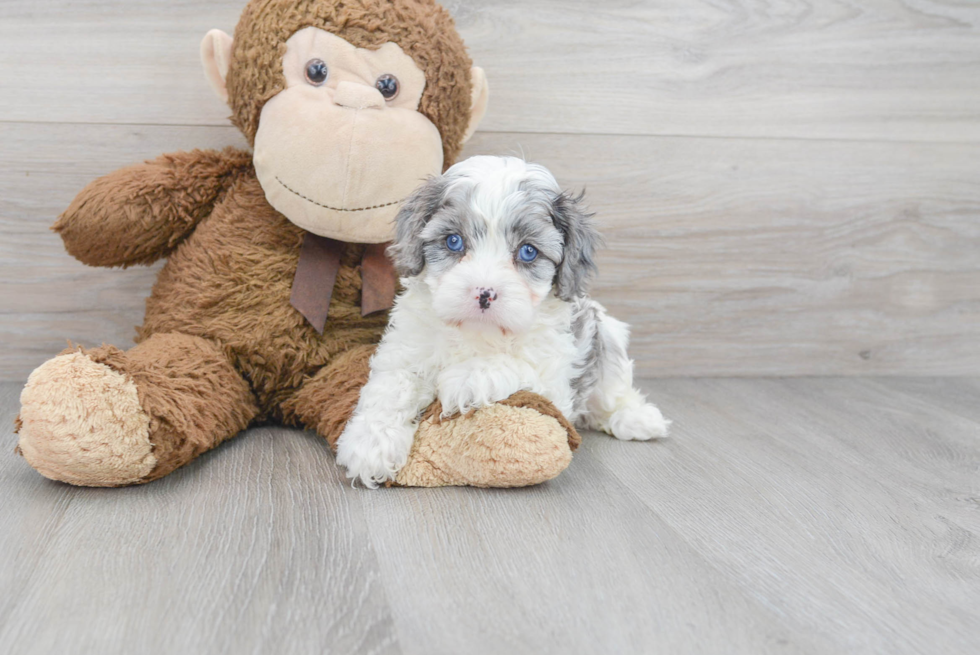 Small Cavapoo Baby