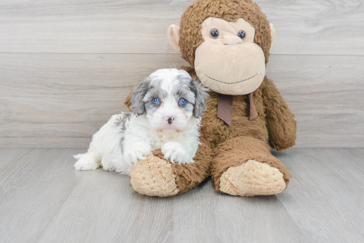 Cute Cavapoo Baby