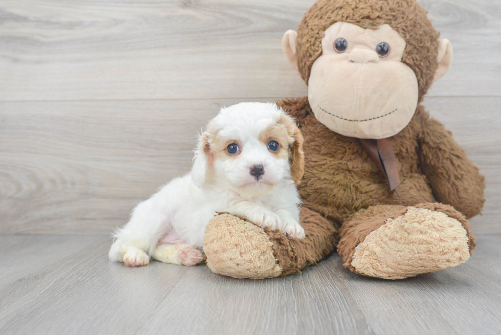 Fluffy Cavapoo Poodle Mix Pup