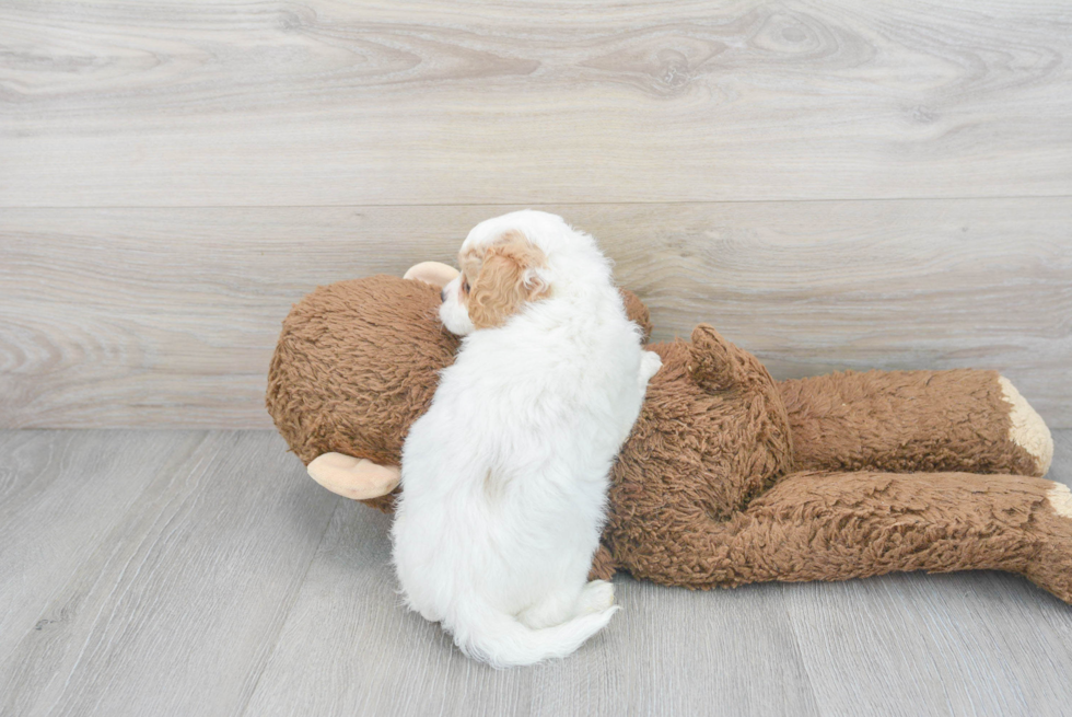 Happy Cavapoo Baby