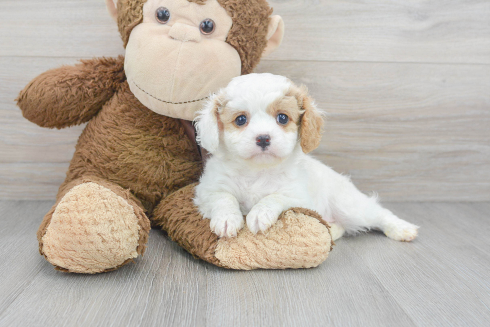 Best Cavapoo Baby