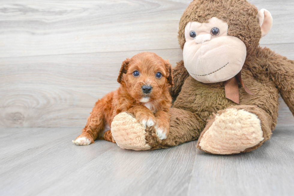 Hypoallergenic Cavoodle Poodle Mix Puppy