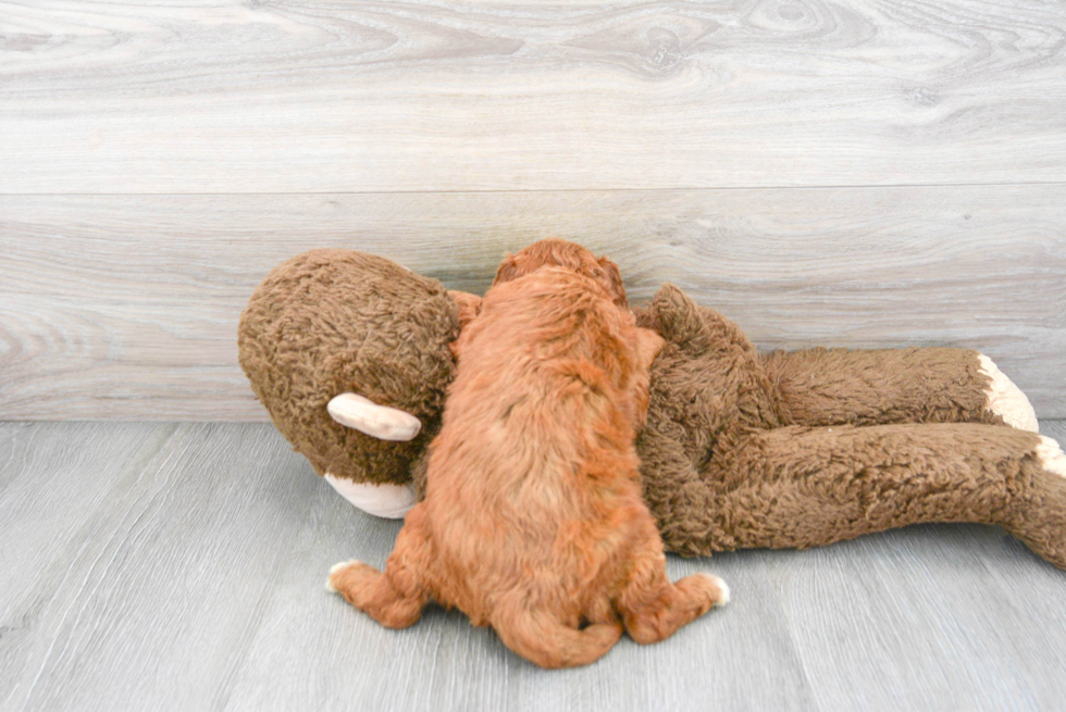 Smart Cavapoo Poodle Mix Pup