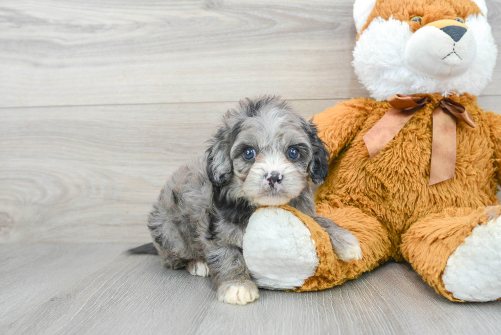 Cavapoo Pup Being Cute