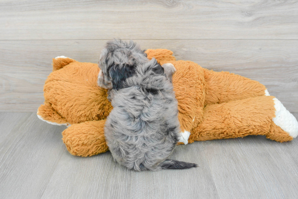 Cavapoo Pup Being Cute